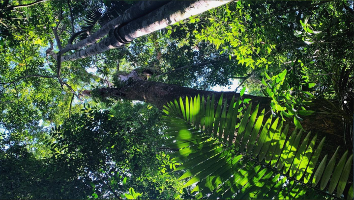 Looking up into tall tree cover with thick green plants. 